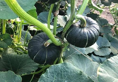 小网红洗头吃瓜